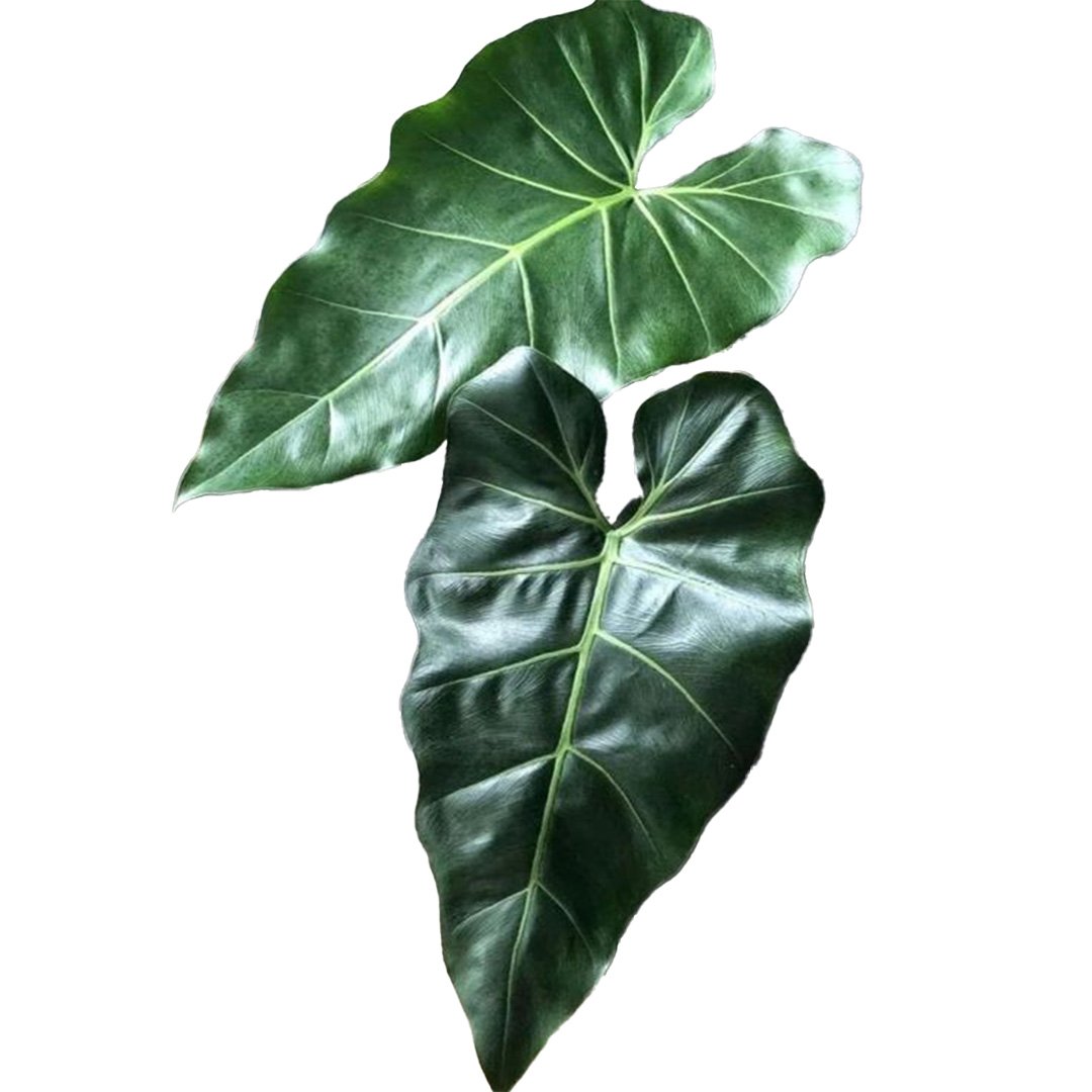 Philodendron Maximum